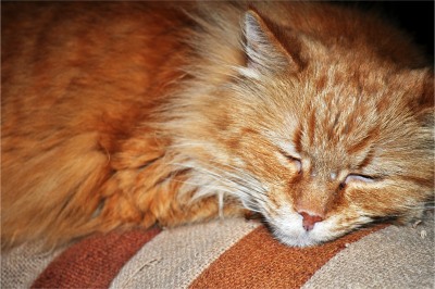 Orange Cat Sleeping