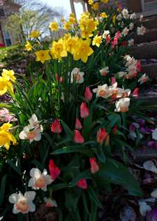 Spring flowers lining an outdoor staircase