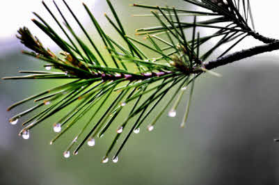 pine needles dripping water