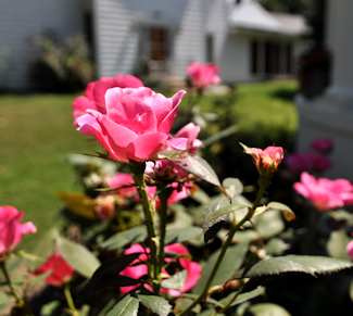 pink rose in garden by David Bennett